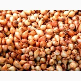 Лук, Арпажик, арбажик, цибуля, лук севок, тыканка