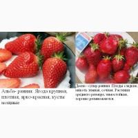 Саженцы клубника полуниця розсада