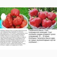 Саженцы клубника полуниця розсада