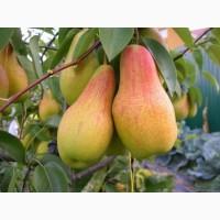 Саженцы почтой по всей Украине от производителя! Большой ассортимент сортв опт и розница