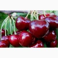 Саженцы почтой по всей Украине от производителя! Большой ассортимент сортв опт и розница