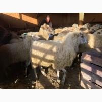 Продам баранину