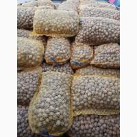 Продам Грецкий Орех Кругляк 2018 На бой Доставка