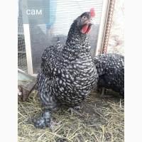 Курры джерсийский гигант, яйцо, цыплята