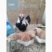 Курры джерсийский гигант, яйцо, цыплята