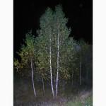 Живые изгороди. Саженцы сосны, ели, берёзы, дуба красного, клена, ясеня, граба, липы