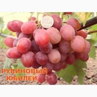 Питомник привитых саженцев лучших сортов винограда