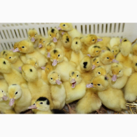 Продам качку Мулард