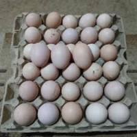 Продам куриные домашние яйца