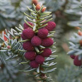 Пихта Бальзамическая