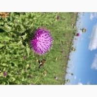 Послуги запилення бджолами