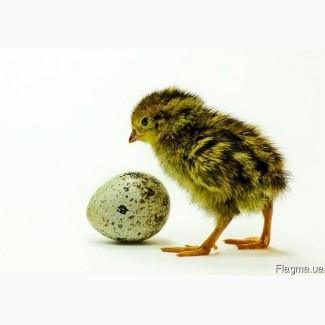 Комбикорм для перепелов Старт