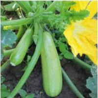 Предлагаем Кабачки отборного качества