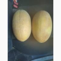 Продам Дыню сорт мзин