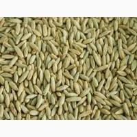 Продам жито