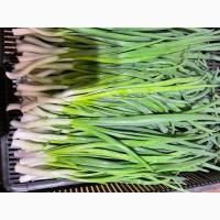 Продам зелену цибулю