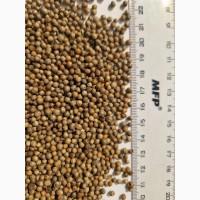 Купляємо коріандр €