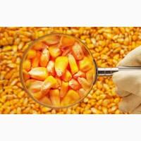 Купуємо кукурудзу з місця форма 2