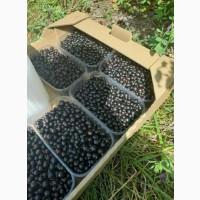 Продам Смородину Свежую сладкую Домашня