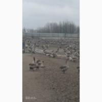 Продам інкубаційне яйце гуски Велика сіра