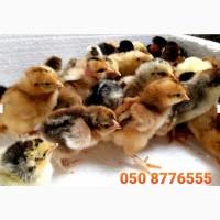 ОПТ курчата добові домашні красі кольорові