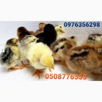 ОПТ курчата добові домашні красі кольорові