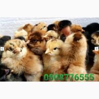 ОПТ курчата добові домашні красі кольорові