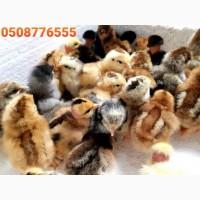 ОПТ курчата добові домашні красі кольорові