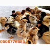 ОПТ курчата добові домашні красі кольорові