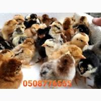 ОПТ курчата добові домашні красі кольорові