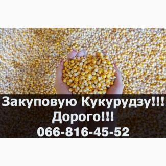 Підприємство закуповує кукурудзу від виробника!Оплата на Вагах