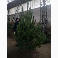 Сосна Новорічна Кримська