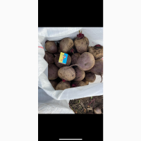 Продам товарный Буряк сорт Пабло