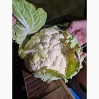 Продам цветную капусту
