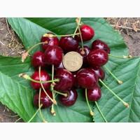 Продам черешню з саду