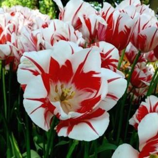 Тюльпаны разные 20 грн дешево
