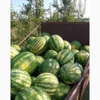 Продамо солодкі та соковиті кавуни та дині