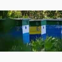 Продам пасіку