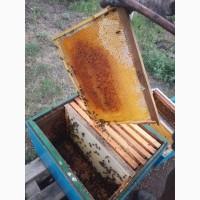 Продам пасіку