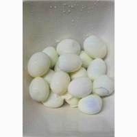 Яйцечистка промислова, очищення курячих яєць STvega Egg Middle HC2500