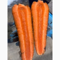 Продам моркву сорт Абако