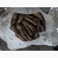 Продам корінь петрушки