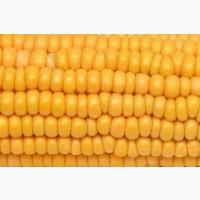 Закуповуємо кукурудзу