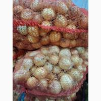 Продам цибулю урожай цього року