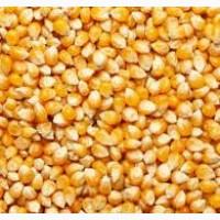 Куплю кукурудзу 9000 ф2