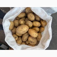 Продам картоплю, сорт Сорая