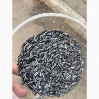 Закуповуємо на постійній основі смугастий соняшник