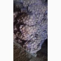 Продам товарну картоплю білих сортів крупним оптом від 10 тонн