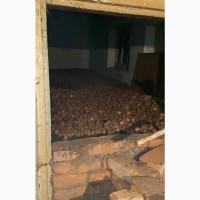 Продам горіх волоський урожай 2025