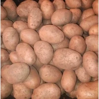 Продам товарну картоплю, сорт Беллароза